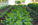 Harvesting Summer Greens