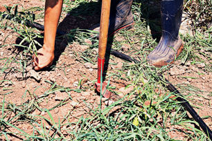 Fall Transplants & Preparing for Inclement Weather