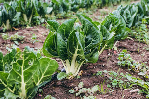 Harvesting Barese Chard & Planting Peas
