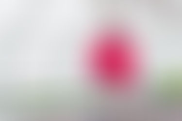 A New Team Member & Harvesting Wasabi Mustard Greens