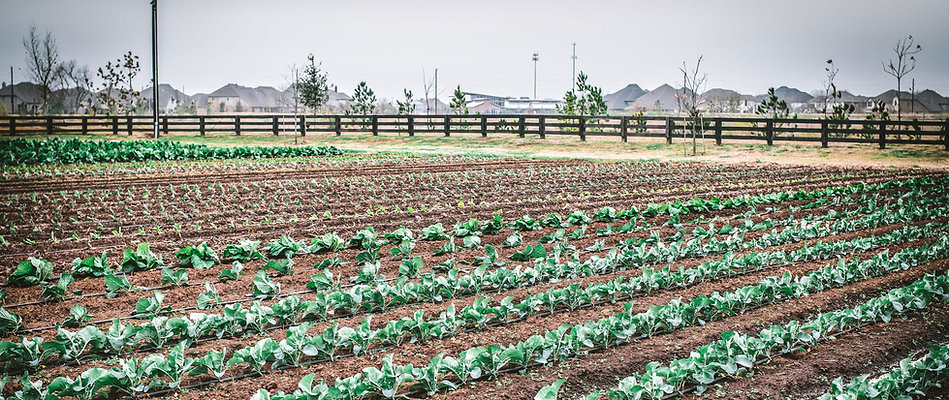 crop-rows-hg.jpeg