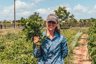 Harvesting Roselle Greens