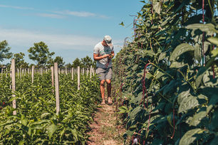 Harvesting Long Beans and Ground Cherries and Preparing for La Tomatina Padre