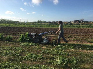 The last bed of lettuce being chopped into mulch by our walk-behind tractor.