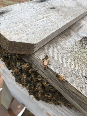 HOUSTON FALL WEATHER AND BEEHIVE UPDATE