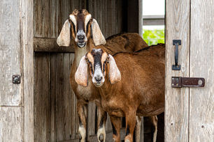 Farm Tour this Saturday