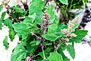 More Brassicas Transplanted & Leafy Greens Seeded