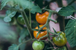 The First Ripe Tomatoes & Caterpillars Feasting on Chard
