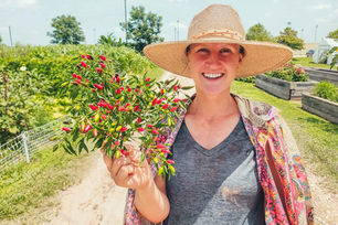 Harvesting Thai Chili Peppers