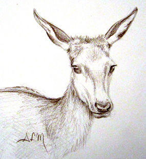 Regard de Biche, Ecosse