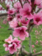 close up apple blossoms.jpg