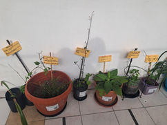 ¡Y va tomando forma nuestro jardín!