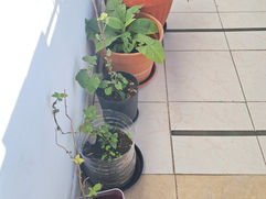 ¡Nuestra escuela, un hogar para el medioambiente urbano!