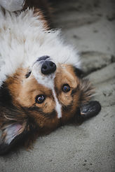 mylene-blanc-photographe-portrait-mariage-baptême-naissance-grossesse-bretagne-haute-savoie-shooting-réseaux-instagram-immobilier-culinaire-restaurant-bar-architecture-chien chiots animal de compagnie