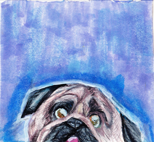 a dog in the room