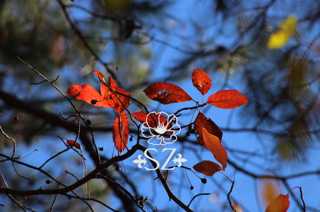 Blazing Fall