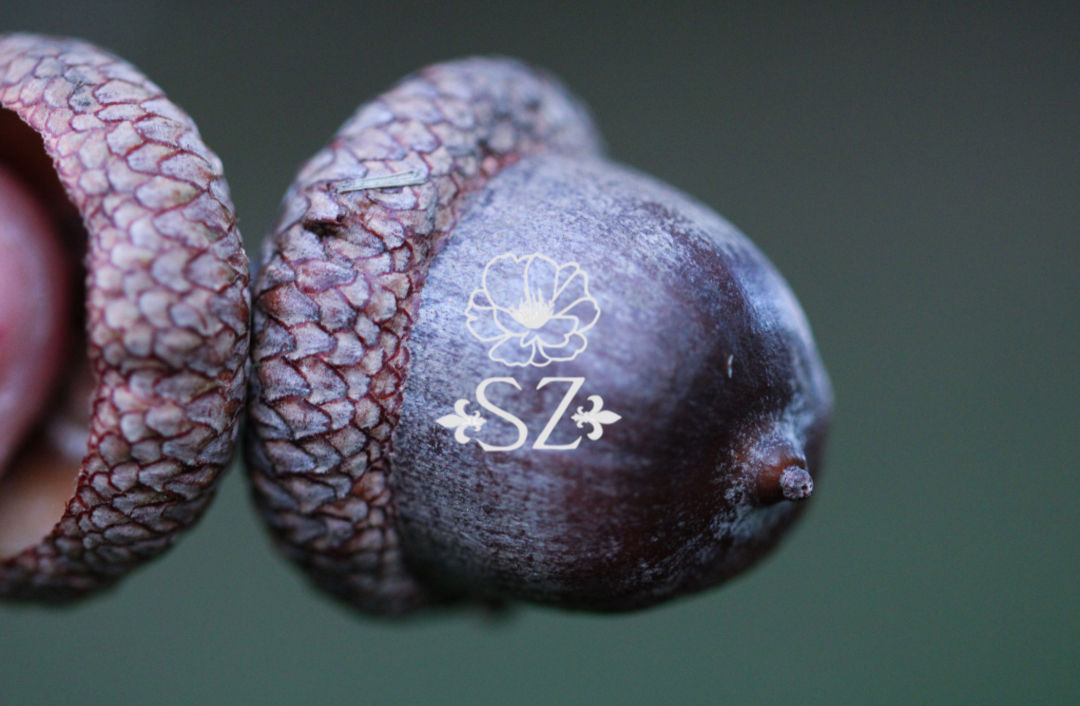 Acorn Caps