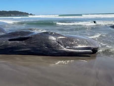 Baleias encalham em praia no Japão horas antes de alerta de tsunami