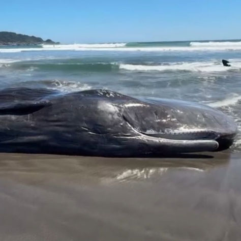 Baleias encalham em praia no Japão horas antes de alerta de tsunami