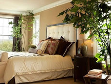 Plantas Para Quarto: 7 Espécies Que Vão Melhorar Seu Sono