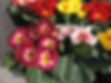 primula.jpg
