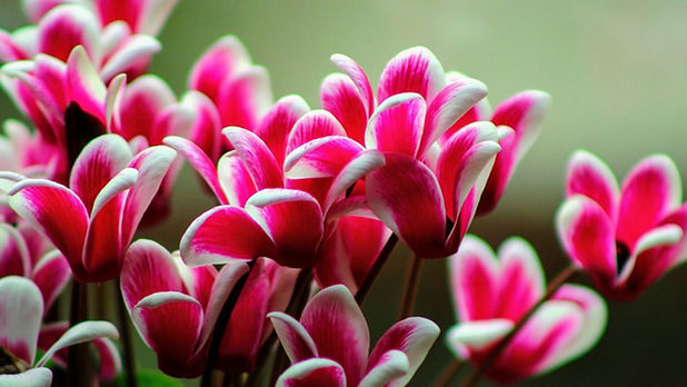 cyclamen-flor-1280x720.jpg
