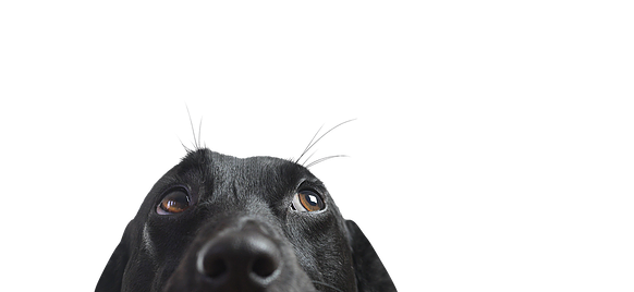 Closeup of a Black Dog.webp