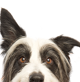 Peeping Dog.webp