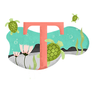 T為龜