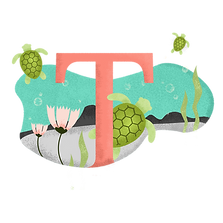 T для черепахи