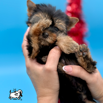 23 años de experiencia respaldarán su compra!