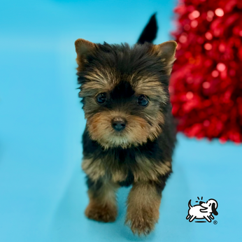 23 años de experiencia respaldarán su compra!