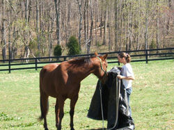 Building Confidence with a tarp!