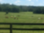 40AcrePastureHerdFVFJune28-2017_edited.jpg