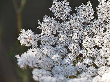 Fleur de carottes sauvages