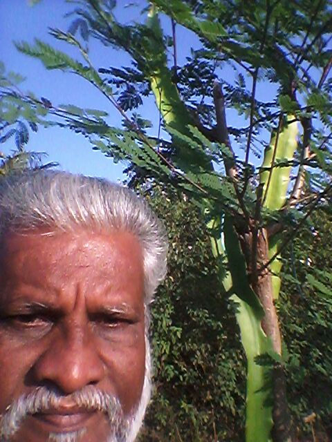 Naturaa Dragon Fruit (2)