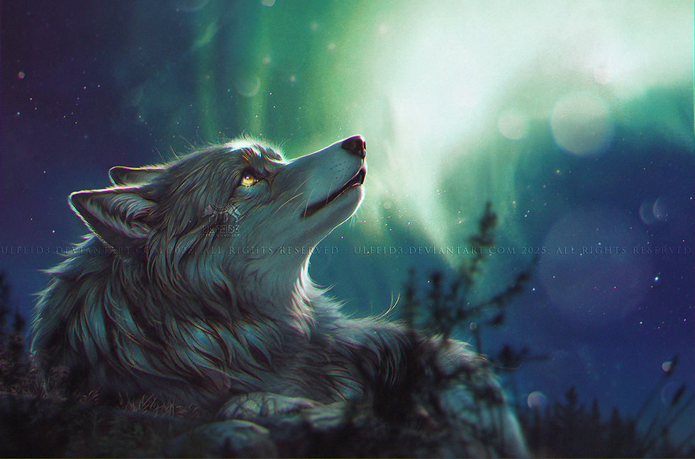 A lone wolf stargazing on a northern lights background 
