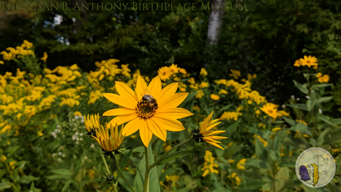 jerusalem_artichoke_with_bumblebee.png