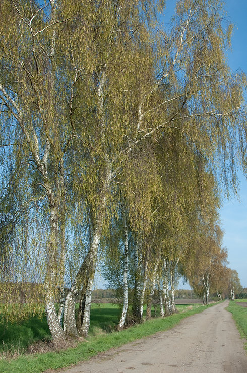 shutterstock_66329686.jpg