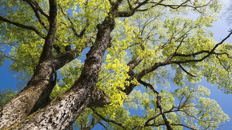 Healthy Tree