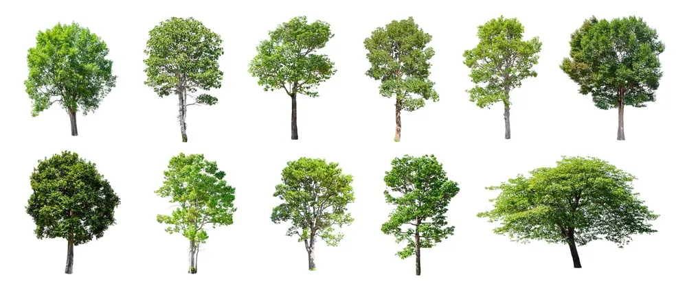 Trees