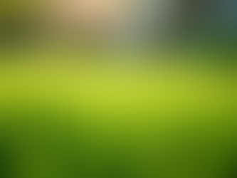 Effective Weed Control Solutions for a Healthy Lawn