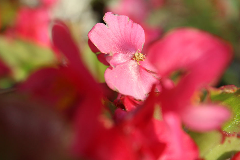 Flowers 2

