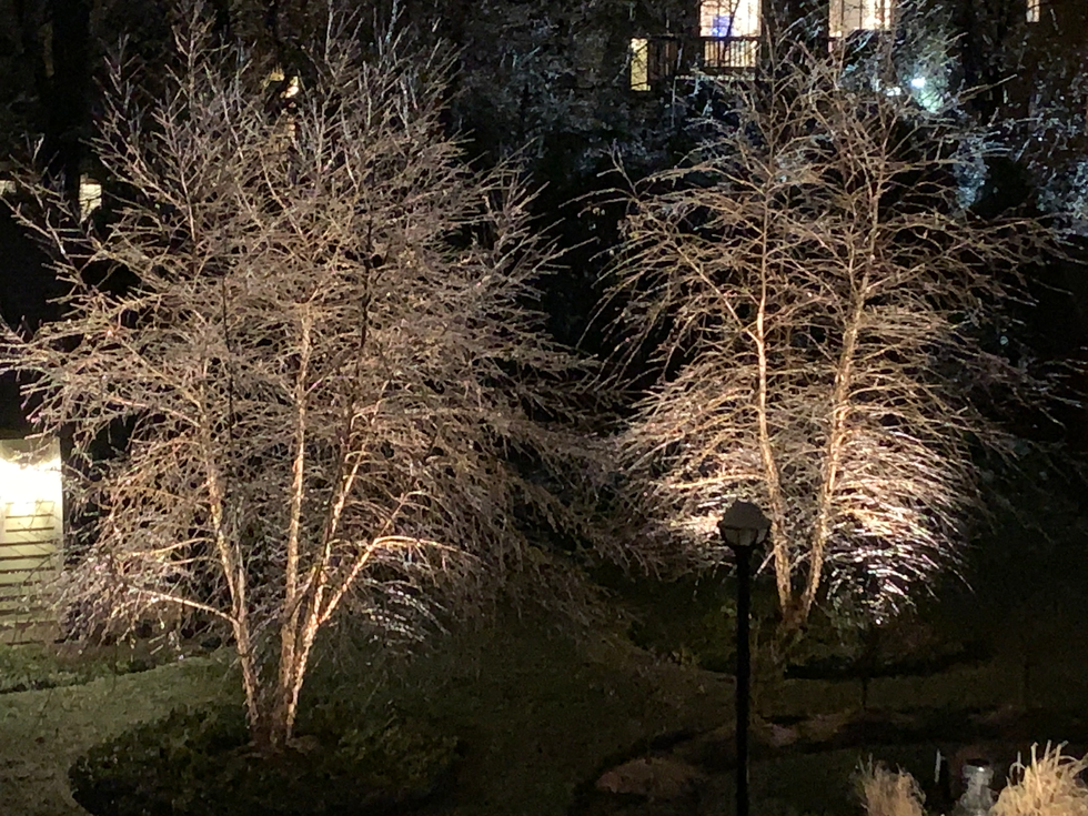 Three illuminated trees at night with out door Lighting