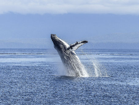 The Whales Have Returned to Banderas Bay
