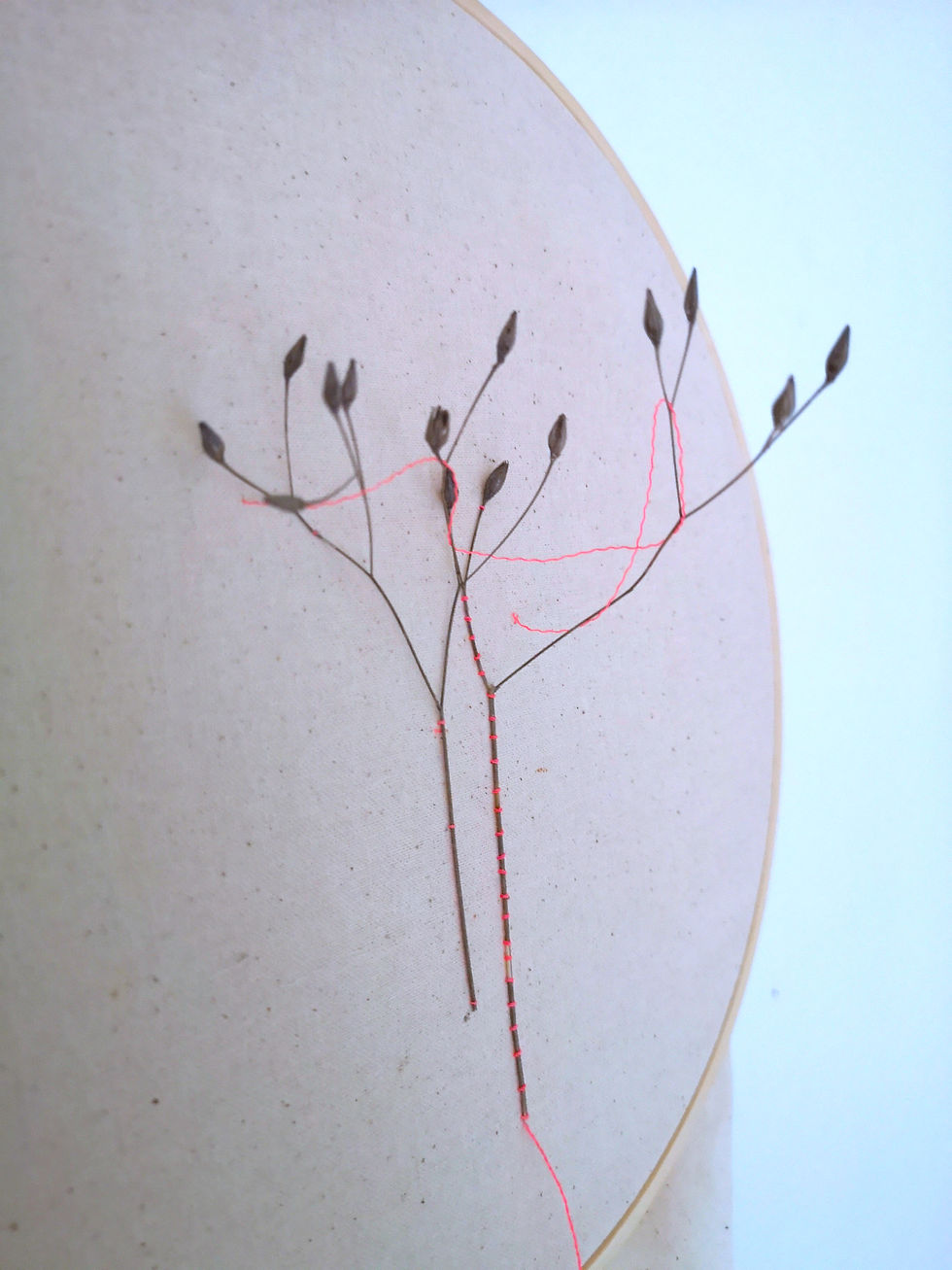 Collecte 1 - Lapsana comunnis