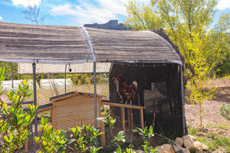 Des poules aux Gîtes les Casots