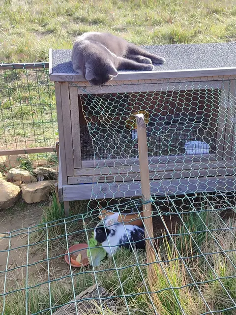Sushi est très gourmand et il adore qu'on lui donne de l'herbe fraîche.