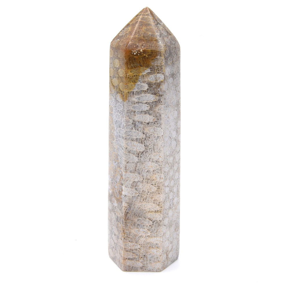 Thumbnail: Fossilised Coral Generator Point