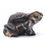 Thumbnail: Fossilised Wood Frog